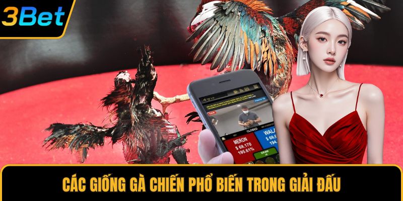 Các giống gà chiến phổ biến trong giải đấu
