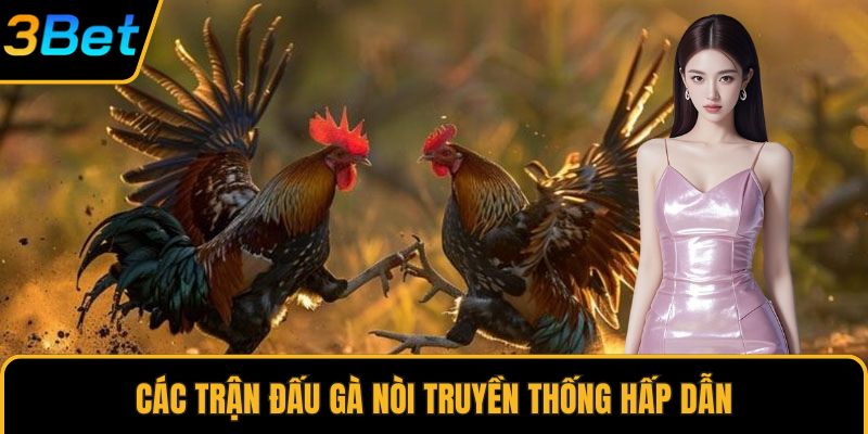 Các trận đấu gà nòi truyền thống hấp dẫn