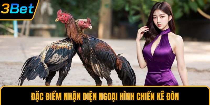 Đặc điểm nhận diện ngoại hình chiến kê đòn