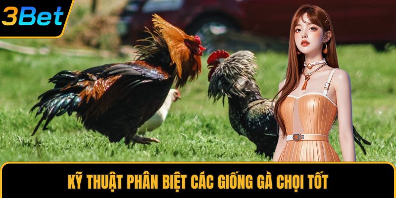 Kỹ thuật phân biệt các giống gà chọi tốt