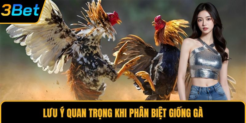 Lưu ý quan trọng khi phân biệt giống gà