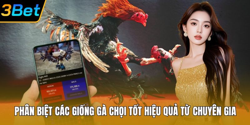 Phân Biệt Các Giống Gà Chọi Tốt