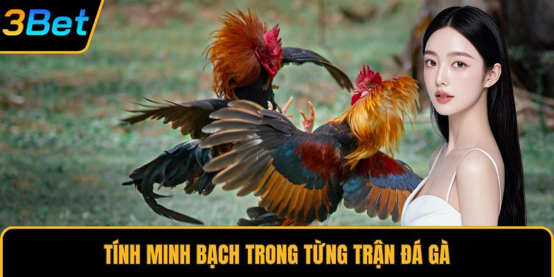 Tính minh bạch trong từng trận đá gà
