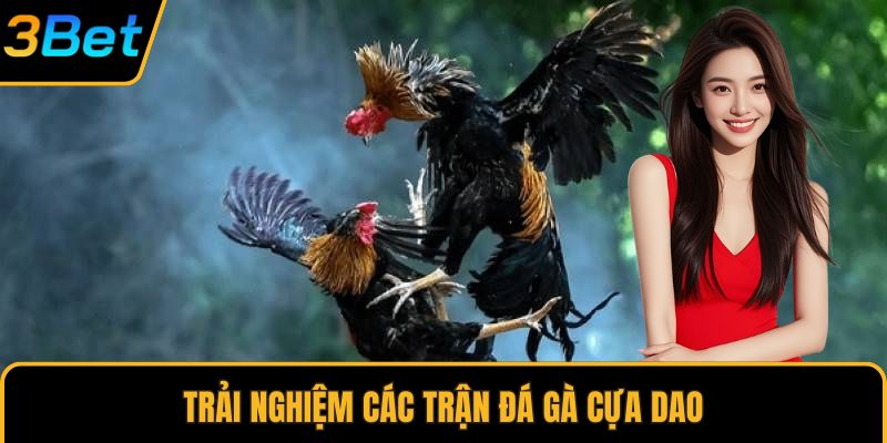 Trải nghiệm các trận đá gà cựa dao